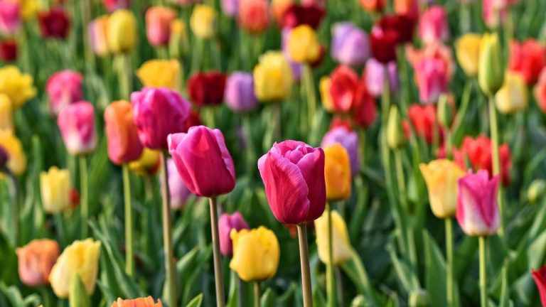 Bolha das Tulipas Holandesas: saiba tudo sobre a primeira bolha financeira do mundo
