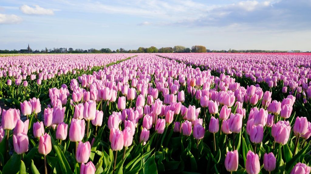 Plantação de tulipas na Holanda desencadeou uma bolha econômica