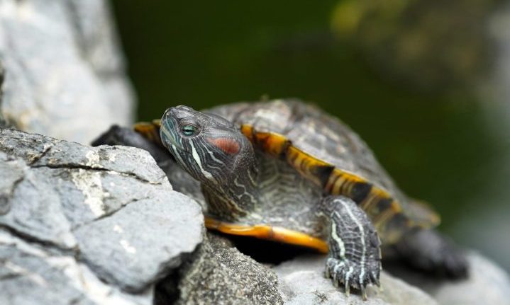 Turtle Traders: dom ou prática? Conheça a história e o livro